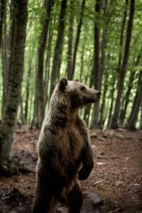 arcturos_bear_kyriakos_273_1