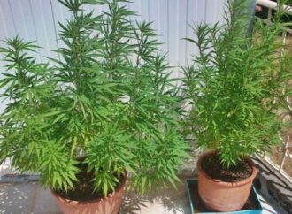 Ηλεία: Χασισόδενδρα, σπαθί και κροτίδες μετά από έρευνες σε σπίτι