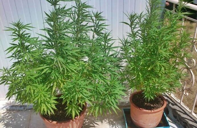 Ηλεία: Χασισόδενδρα, σπαθί και κροτίδες μετά από έρευνες σε σπίτι