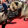Συνεχίζονται οι βάρβαρες «κυνομαχίες» μέχρι θανάτου από ασυνείδητους οργανωτές. Τα νέα δεδομένα τα τεράστια κέρδη, η αδιαφορία της ΕΛΑΣ από τα ΝΕΑ.