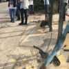 Τροχαίο δυστύχημα στη Μεταμόρφωση: Εξετάζεται μαρτυρία για εμπλοκή άλλου οχήματος