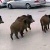 Φθιώτιδα: Αγριογούρουνα κάνουν βόλτες στον δρόμο -Τρία τροχαία σε λιγότερες από 24 ώρες