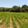 Χασισοφυτεία – μαμούθ στην Καρδίτσα: Εκριζώθηκαν 10.500 δενδρύλλια κάνναβης