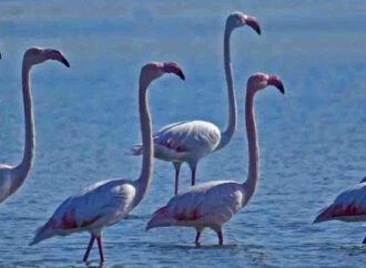 Το Ναύπλιο γέμισε με φλαμίνγκο [εικόνες]