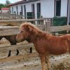 Ταινία μικρού μήκους για τα μικρόσωμα αλογάκια της Ρόδου