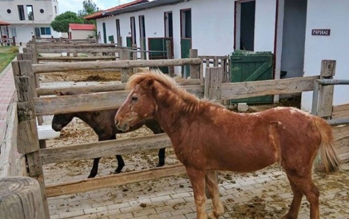 Ταινία μικρού μήκους για τα μικρόσωμα αλογάκια της Ρόδου