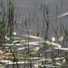 Νεκρά ψάρια και χέλια στον Σχινιά -Εντονη δυσοσμία και υγειονομικοί κίνδυνοι