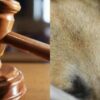 Ο απαγωγέας στην Κύπρο είπε πως είχε οικονομικά προβλήματα και θα ζητούσε λύτρα