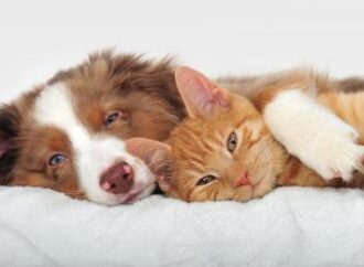 Βρετανία: Μέτρο της κυβέρνησης για την απαγόρευση πώλησης σκύλων και γάτων στα pet shops