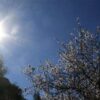 Καλλιάνος: Επιστρέφει η άνοιξη – Πενθήμερο με ήλιο και 24 βαθμούς Κελσίου