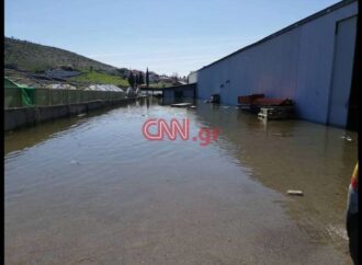 Χαλκίδα: Η γη αναβλύζει νερό – Κραυγή αγωνίας από τους κατοίκους