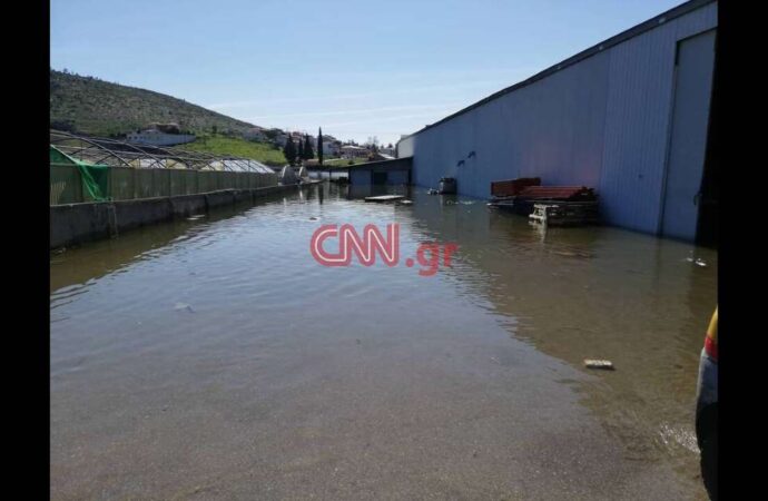 Χαλκίδα: Η γη αναβλύζει νερό – Κραυγή αγωνίας από τους κατοίκους