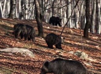 Ξύπνησαν οι αρκούδες στο Νυμφαίο καλωσορίζοντας την άνοιξη