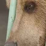 Καζακστάν: Αρκούδα… εκτίει ισόβια σε φυλακή υψίστης ασφαλείας