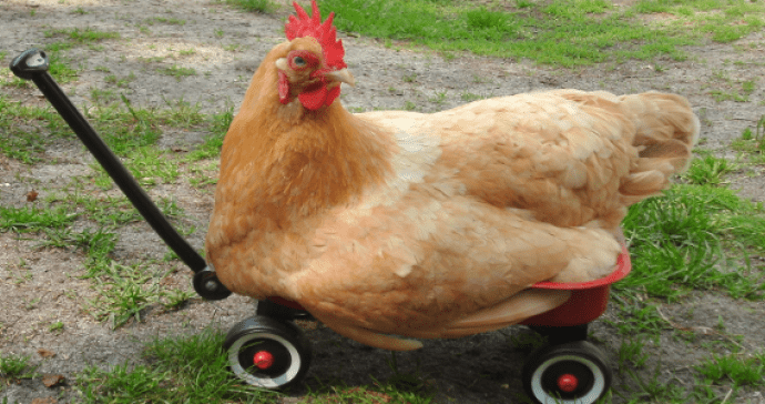 Αυτές είναι οι «κότες» του ζωδιακού. Δεν θα κάνουν ΠΟΤΕ την πρώτη κίνηση