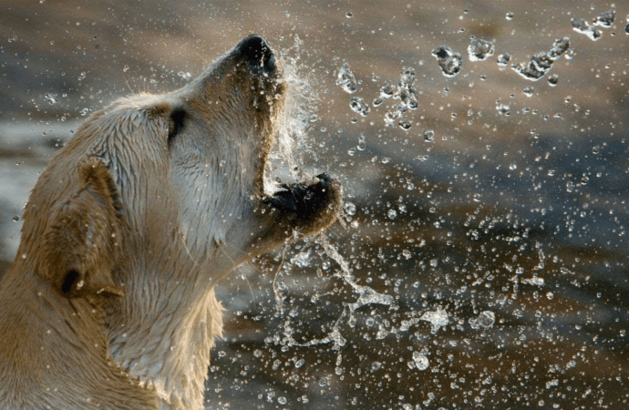 6 συμβουλές για να προστατέψεις το σκύλο σου από τη ζέστη και τη θερμοπληξία