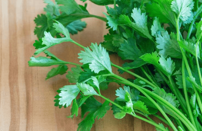 Κόλιανδρος: Γνωρίστε τα μοναδικά οφέλη του για την ψυχική και σωματική υγεία