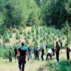 Φυτεία-μαμούθ κάνναβης εντόπισαν στη Λάρισα