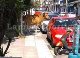 Αφηνιασμένος ταύρος έτρεχε στους δρόμους της Λαμίας