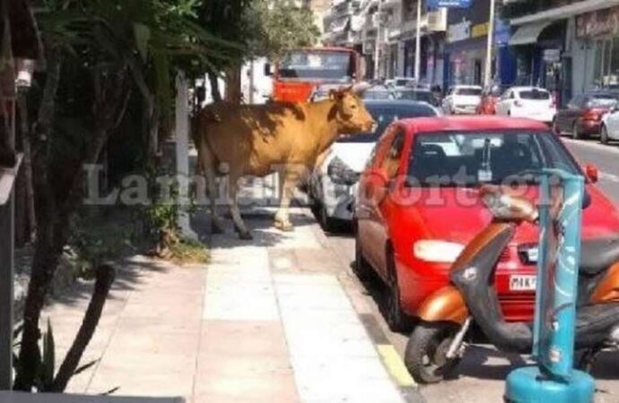 Αφηνιασμένος ταύρος έτρεχε στους δρόμους της Λαμίας