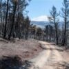Φωτιά στην Εύβοια: Τα στοιχεία που «δείχνουν» εμπρησμό – Τρία τα ύποπτα άτομα