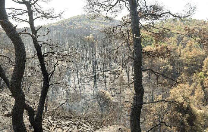 Φωτιά στην Εύβοια: Τι υποστηρίζει ο βασικός ύποπτος