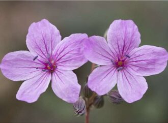 Σινιάτσικο Κοζάνης: Το σκοτεινό βουνό με τα αγριολούλουδα