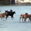 Επίθεση «αγέλης» σκύλων στον Διόνυσο: Δυο σοβαρά τραυματίες