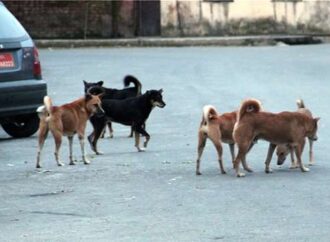 Επίθεση «αγέλης» σκύλων στον Διόνυσο: Δυο σοβαρά τραυματίες