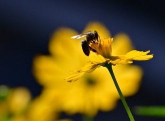 Μια μέλισσα μπορεί σταματήσει την παγκόσμια εξάρτηση από τα πλαστικά;