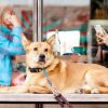 Στη Θεσσαλονίκη δημιούργησαν το Doggo: Το πρώτο facebook για σκύλους!