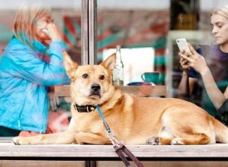 Στη Θεσσαλονίκη δημιούργησαν το Doggo: Το πρώτο facebook για σκύλους!