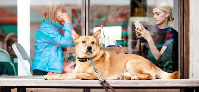 Στη Θεσσαλονίκη δημιούργησαν το Doggo: Το πρώτο facebook για σκύλους!