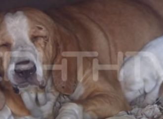 Κτηνωδία στην Κρήτη: Εκλεισαν σκυλίτσα με τα 9 κουτάβια της σε φούρνο και έβαλαν φωτιά [βίντεο]