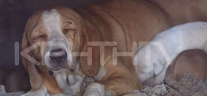 Κτηνωδία στην Κρήτη: Εκλεισαν σκυλίτσα με τα 9 κουτάβια της σε φούρνο και έβαλαν φωτιά [βίντεο]
