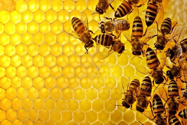 Το εμπόριο των μελισσών συντελεί στην εξάπλωση ενός θανατηφόρου ιού τους