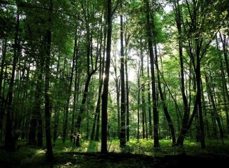 Ν. Ζηλανδία: Σχέδιο για τη φύτευση ενός δισεκατομμυρίου δέντρων