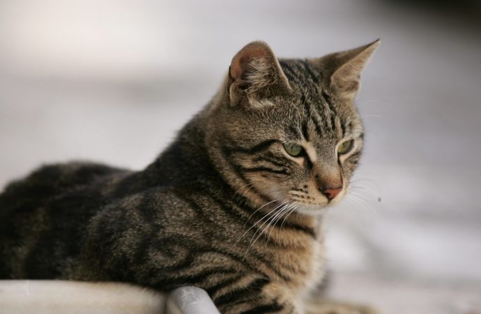 Ρώσοι επιστήμονες δημιουργούν εμβόλιο για την αλλεργία στις γάτες