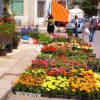 Ποια σύζυγος Βουλευτή πουλάει λουλούδια στην λαϊκή;