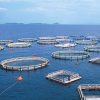 77 τόνοι φορμόλης σε ιχθυοκαλλιέργειες του Πόρου