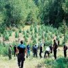 Φυτεία-μαμούθ κάνναβης εντόπισαν στη Λάρισα