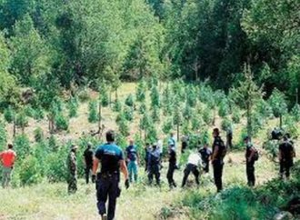 Φυτεία-μαμούθ κάνναβης εντόπισαν στη Λάρισα