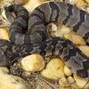 Ερπετολόγοι ανακάλυψαν σπάνιο φίδι με δύο κεφάλια