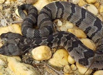 Ερπετολόγοι ανακάλυψαν σπάνιο φίδι με δύο κεφάλια