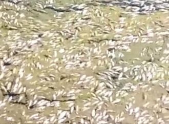 Τρίκαλα: Νεκρά ψάρια ξεβράζει ο Πηνειός