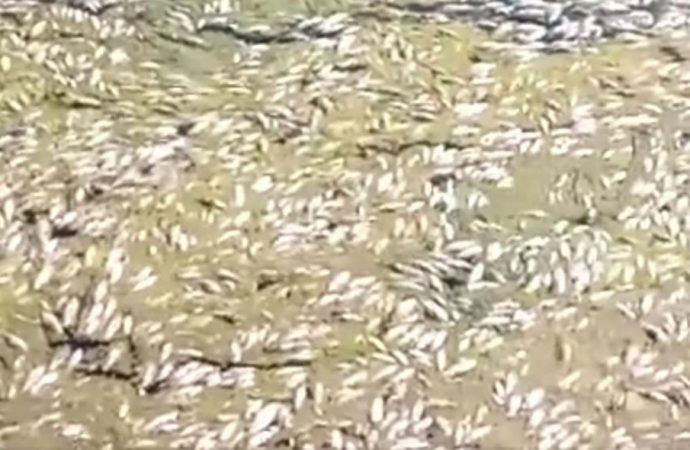 Τρίκαλα: Νεκρά ψάρια ξεβράζει ο Πηνειός