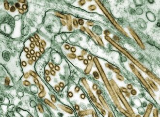 ΠΟΥ: H μετάδοση της γρίπης των πτηνών σε ανθρώπους αποτελεί πηγή “μεγάλης ανησυχίας”