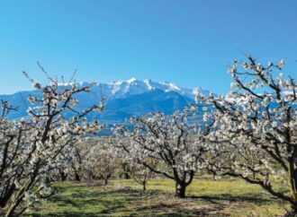 «Μιλήστε» με τα …κλικ σας για τις ανθισμένες κερασιές της Πιερίας