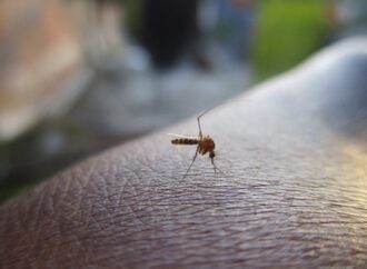 ΕΟΔΥ: Πρώιμη έναρξη δραστηριότητας των κουνουπιών- Προφυλαχθείτε από τον ιό του Δυτικού Νείλου