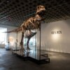 ΗΠΑ: Σκελετός T-Rex πωλήθηκε έναντι 50,1 εκατ. δολαρίων – τιμή-ρεκόρ